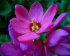 Иксия смесь (Ixia hybrids Mixed), 25 шт (разбор 5/6)