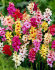 Иксия смесь (Ixia hybrids Mixed), 25 шт (разбор 5/6)