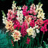Иксия смесь (Ixia hybrids Mixed), 25 шт (разбор 5/6)
