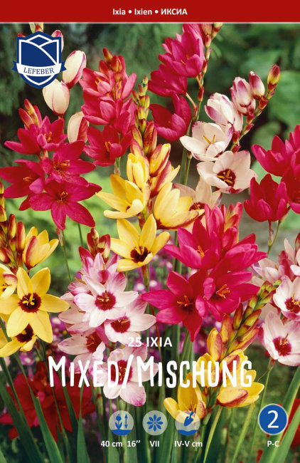 Иксия смесь (Ixia hybrids Mixed), 25 шт (разбор 5/6)