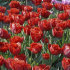 Тюльпан Файри Дрим (Tulipa Fiery Dream), 10 шт (разбор 12/14)