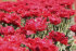 Тюльпан Файри Дрим (Tulipa Fiery Dream), 10 шт (разбор 12/14)