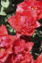 Тюльпан Файри Дрим (Tulipa Fiery Dream), 10 шт (разбор 12/14)
