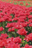 Тюльпан Файри Дрим (Tulipa Fiery Dream), 10 шт (разбор 12/14)