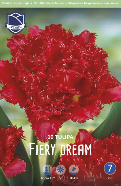 Тюльпан Файри Дрим (Tulipa Fiery Dream), 10 шт (разбор 12/14)