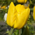 Тюльпан Нови Сан (Tulipa Novi Sun), 25 шт (разбор 12/14)