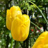 Тюльпан Нови Сан (Tulipa Novi Sun), 25 шт (разбор 12/14)