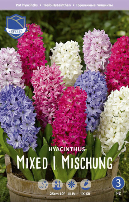 Гиацинт смесь (Hyacinthus Mixed), 10 шт (разбор 14/15)