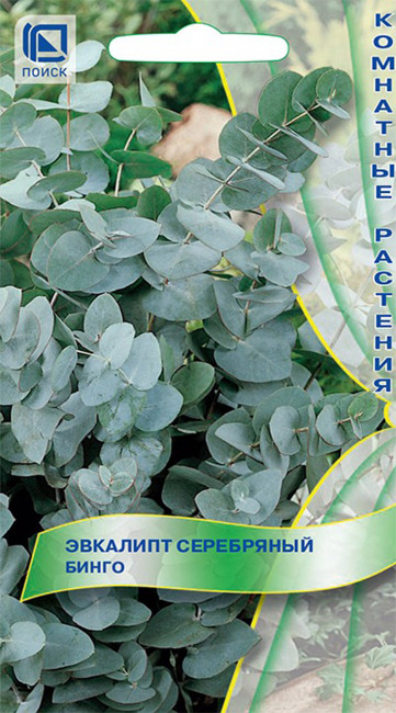 Эвкалипт серебряный Бинго, 5 шт семян