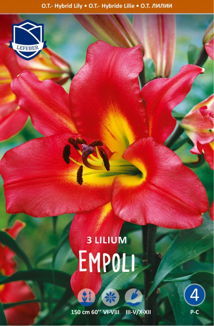 Лилия ОТ-гибрид Эмполи (Empoli), 3 шт (разбор 16/18)