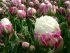 Тюльпан Айс Крим (Tulipa Ice Cream), 5 шт (разбор 12/14)