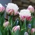 Тюльпан Айс Крим (Tulipa Ice Cream), 5 шт (разбор 12/14)