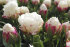 Тюльпан Айс Крим (Tulipa Ice Cream), 5 шт (разбор 12/14)