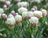 Тюльпан Айс Крим (Tulipa Ice Cream), 5 шт (разбор 12/14)