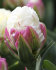 Тюльпан Айс Крим (Tulipa Ice Cream), 5 шт (разбор 12/14)