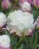 Тюльпан Айс Крим (Tulipa Ice Cream), 5 шт (разбор 12/14)