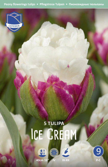 Тюльпан Айс Крим (Tulipa Ice Cream), 5 шт (разбор 12/14)