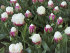 Тюльпан Айс Крим (Tulipa Ice Cream), 5 шт (разбор 12/14)