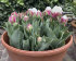 Тюльпан Айс Крим (Tulipa Ice Cream), 5 шт (разбор 12/14)