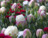 Тюльпан Айс Крим (Tulipa Ice Cream), 5 шт (разбор 12/14)