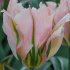 Тюльпан Чайна Таун (Tulipa China Town), 10 шт (разбор 12/14)