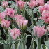 Тюльпан Чайна Таун (Tulipa China Town), 10 шт (разбор 12/14)