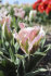 Тюльпан Чайна Таун (Tulipa China Town), 10 шт (разбор 12/14)
