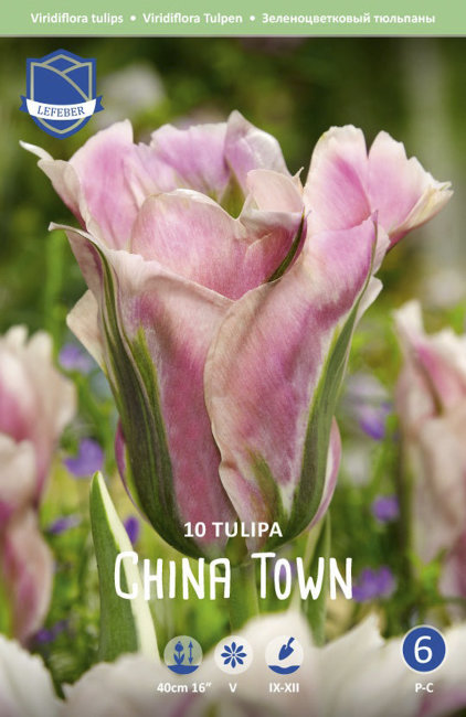 Тюльпан Чайна Таун (Tulipa China Town), 10 шт (разбор 12/14)