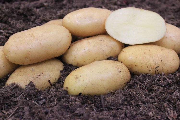 Купить картофель семенной конкурент (2 кг) по цене 350 руб. в интернет магазине "Первые Семена"