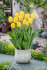 Тюльпан Нови Сан (Tulipa Novi Sun), 10 шт (разбор 12/14)