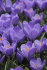 Крокус Гранд Матр (Crocus Grand Maitre), 25 шт (разбор 8/9)