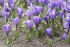 Крокус Гранд Матр (Crocus Grand Maitre), 25 шт (разбор 8/9)