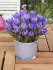 Крокус Гранд Матр (Crocus Grand Maitre), 25 шт (разбор 8/9)