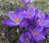 Крокус Гранд Матр (Crocus Grand Maitre), 25 шт (разбор 8/9)