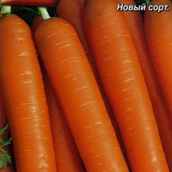 Морковь Нантская улучшенная сахарная (лента 8 м)