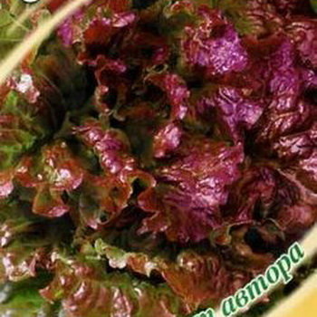 Салат мини Скороход, листовой