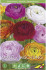 Ранункулюс азиатский смесь (Ranunculus asiaticus Mix), 5 шт (разбор 6/7)