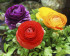 Ранункулюс азиатский смесь (Ranunculus asiaticus Mix), 5 шт (разбор 6/7)