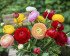 Ранункулюс азиатский смесь (Ranunculus asiaticus Mix), 5 шт (разбор 6/7)