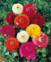 Ранункулюс азиатский смесь (Ranunculus asiaticus Mix), 5 шт (разбор 6/7)