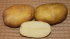 Картофель семенной Юбилей Жукова (2 кг)