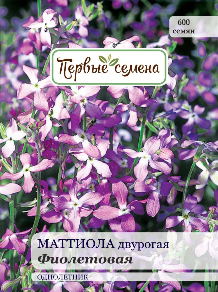 Купить Семена Маттиолы Рогатой
