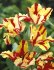 Тюльпан Флэйминг Пэррот (Tulipa Flaming Parrot), 10 шт (разбор 11/12)