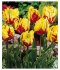 Тюльпан Флэйминг Пэррот (Tulipa Flaming Parrot), 10 шт (разбор 11/12)