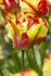 Тюльпан Флэйминг Пэррот (Tulipa Flaming Parrot), 10 шт (разбор 11/12)