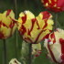 Тюльпан Флэйминг Пэррот (Tulipa Flaming Parrot), 10 шт (разбор 11/12)