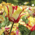 Тюльпан Флэйминг Пэррот (Tulipa Flaming Parrot), 10 шт (разбор 11/12)