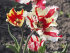 Тюльпан Флэйминг Пэррот (Tulipa Flaming Parrot), 10 шт (разбор 11/12)