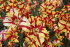 Тюльпан Флэйминг Пэррот (Tulipa Flaming Parrot), 10 шт (разбор 11/12)