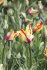 Тюльпан Флэйминг Пэррот (Tulipa Flaming Parrot), 10 шт (разбор 11/12)